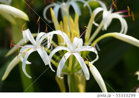 ハマユウ 浜木綿 Crinum asiaticum ハマユウ 浜木綿 Crinum asiaticum 55333299