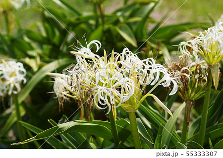 ハマユウ　浜木綿　Crinum asiaticum 55333307