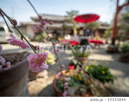 大和な雛まつり 大和な雛まつり 55333844