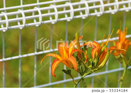 ハマカンゾウ　浜萱草　　Hemerocallis fulva var. littorea 55334184