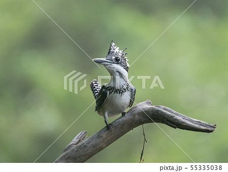 ヤマセミ ヤマセミ 55335038