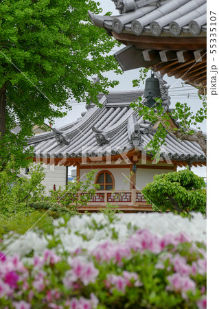 法雲禅寺のつつじ 法雲禅寺のつつじ 55335107