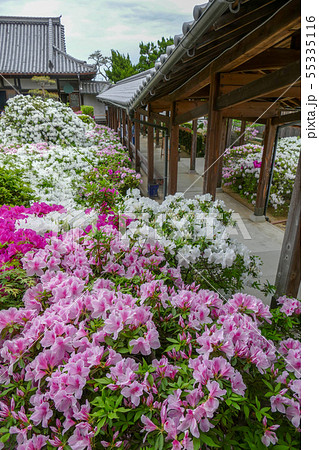 法雲禅寺のつつじ 法雲禅寺のつつじ 55335116