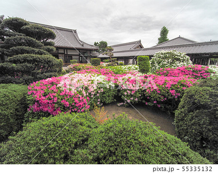 法雲禅寺のつつじ 55335132