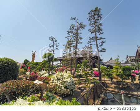 法雲禅寺のつつじ 55335155
