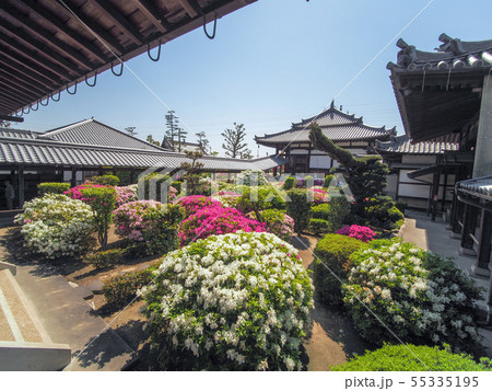 法雲禅寺のつつじ 55335195