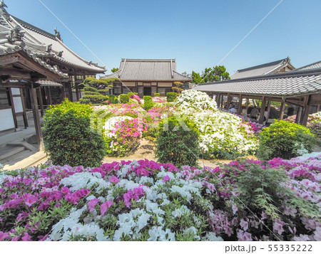 法雲禅寺のつつじ 法雲禅寺のつつじ 55335222