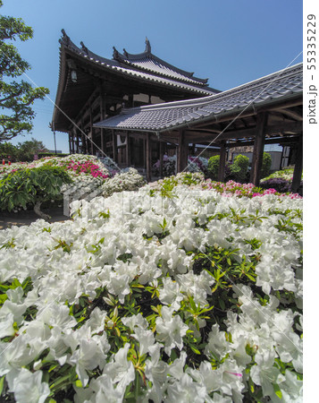 法雲禅寺のつつじ 55335229