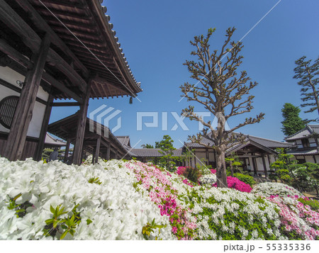 法雲禅寺のつつじ 法雲禅寺のつつじ 55335336