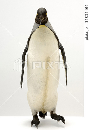 ペンギン 剥製の写真素材 [55335466] - PIXTA