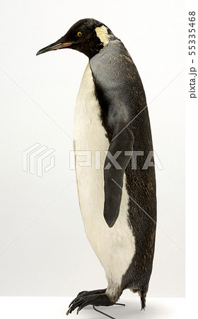 ペンギン 剥製の写真素材 [55335468] - PIXTA