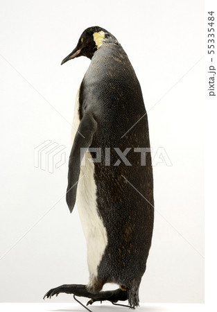 ペンギン 剥製の写真素材 [55335484] - PIXTA