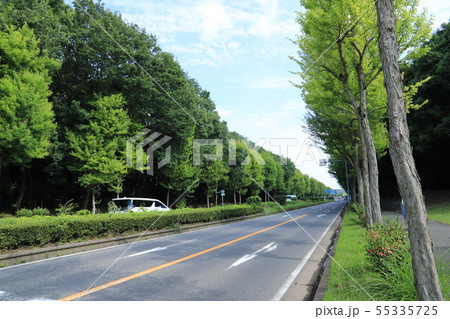 東大通り 日本の道百選、つくば市 東大通り 日本の道百選、つくば市 55335725