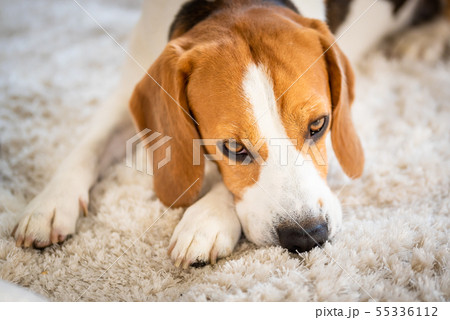Beagle dog lying down on a carpet looking tired Beagle dog lying down on a carpet looking tired 55336112