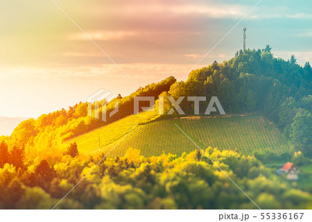 Austria Vineyards Leibnitz area south Styria 55336167