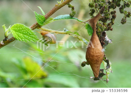 オオトリノフンダマシ（メス）と卵 55336596