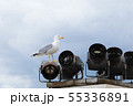 動物 動物学 鳥 55336891