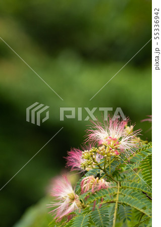 合歓の花のクローズアップ 55336942