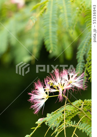 合歓の花のクローズアップ 55336943