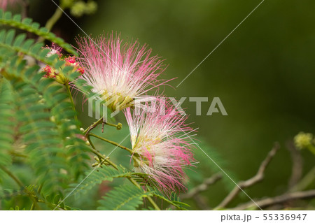 合歓の花のクローズアップ 55336947