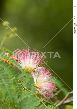 合歓の花のクローズアップ 合歓の花のクローズアップ 55336949