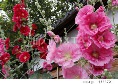 武家屋敷前の立葵 55337011