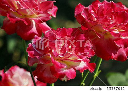 バラ（ダブルデライト） 55337012