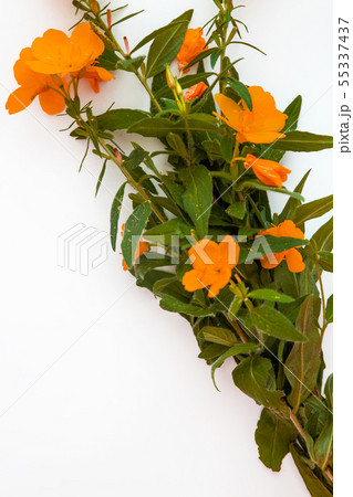 Orange-red flowers isolated on white background. 55337437