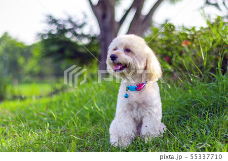 Looking up brown cute poodle puppy, animal relax Looking up brown cute poodle puppy, animal relax 55337710