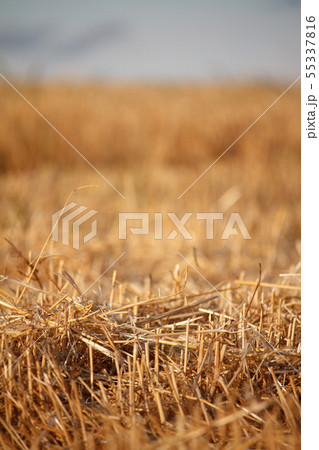 A golden stubble of mown wheat field against a 55337816