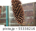 まつぼっくり 55338216