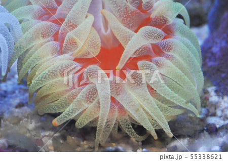ウチウラタコアシサンゴ 55338621