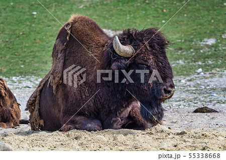 American buffalo known as bison, Bos bison in the zoo American buffalo known as bison, Bos bison in the zoo 55338668