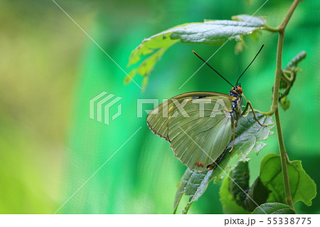 オオムラサキ オオムラサキ 55338775