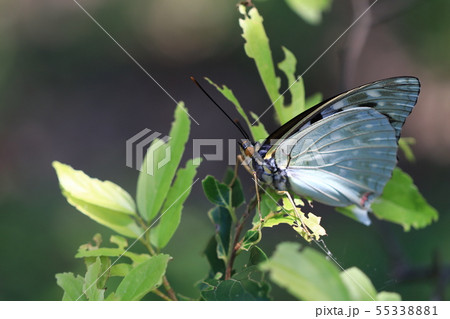 オオムラサキ オオムラサキ 55338881