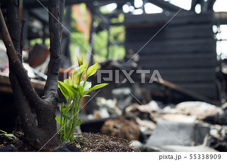 火事で焼け残った植物の発芽 55338909