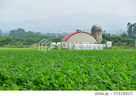 北海道八雲町で牛舎とサイロのある夏の風景を撮影 55338925