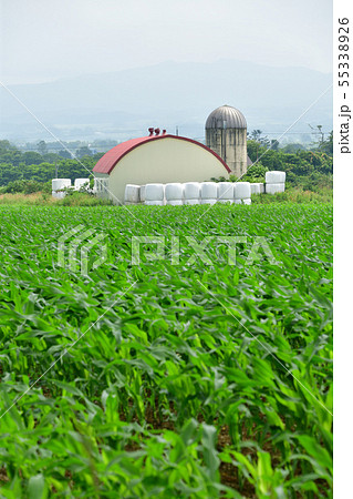 北海道八雲町で牛舎とサイロのある夏の風景を撮影 55338926