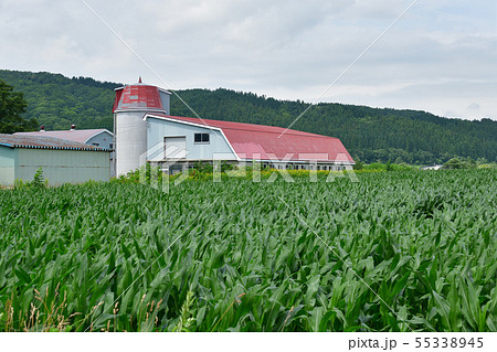 北海道八雲町で牛舎とサイロのある夏の風景を撮影 55338945