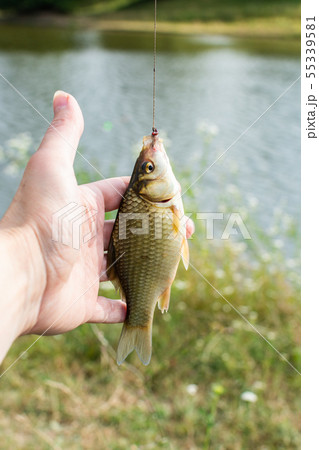 Crucian on a fishing rod hook 55339581