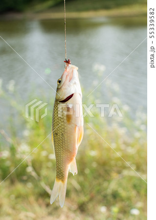 Crucian on a fishing rod hook 55339582