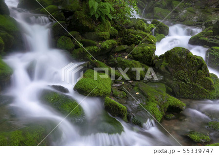 風景 コケ 岩 55339747