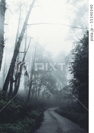 In the mist and rain forest, darkness In the mist and rain forest, darkness 55340340