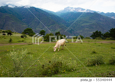 Cow graze in the mountains on a green Alpine meado 55340444