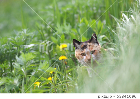 草むらから顔を出す三毛猫 カメラ目線の写真素材