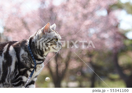 猫のお花見　上半身アップ 55341100