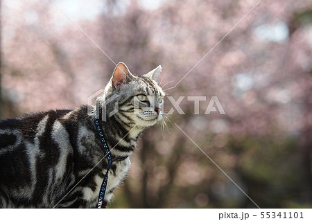 猫のお花見　上半身アップ 55341101