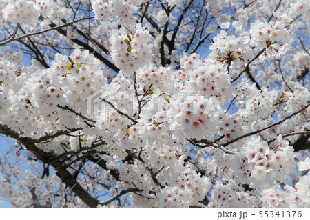 満開の桜　サクラ 55341376