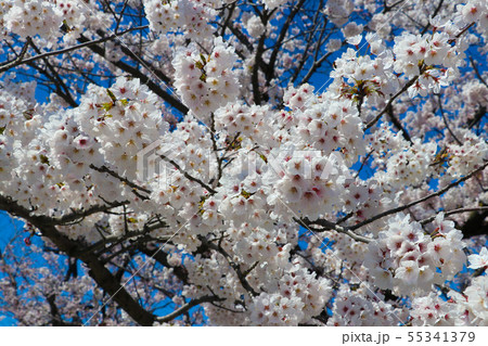 満開の桜　サクラ 55341379