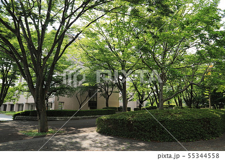 つくば公園通り、ロボット実験区間 55344558